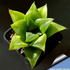 Haworthia cv. KINJO