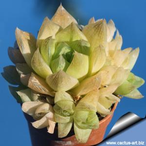 Haworthia cymbiformis v. pallida