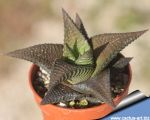 Haworthia limifolia