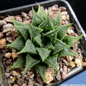 Haworthia magnifica fa.