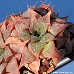 Haworthia magnifica v. accuminata north of Louritzmond TL JDV 87-92