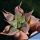 Haworthia magnifica v. accuminata north of Louritzmond TL JDV 87-92