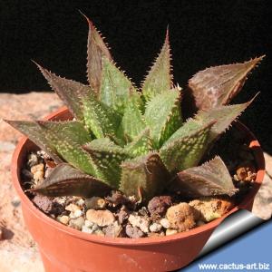 Haworthia magnifica v. guttata