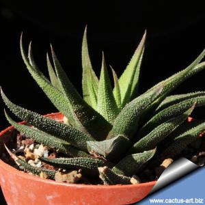 Haworthia radula (Type 1)