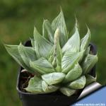 Haworthia retusa cv. GREY GHOST
