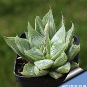 Haworthia retusa cv. GREY GHOST