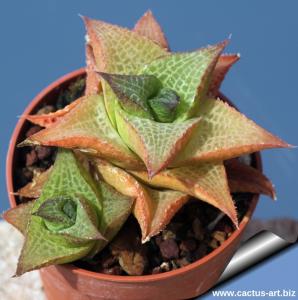 Haworthia tessellata v. inflexa