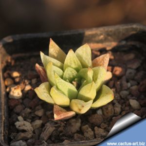 Haworthia turgida