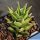 Haworthia tortuosa v. pseudorigida