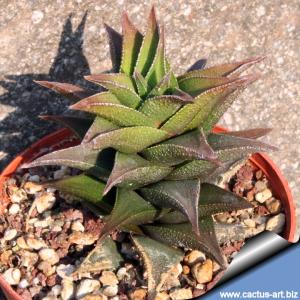 Haworthia tortuosa v. pseudorigida