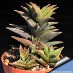 Haworthia tortuosa v. pseudorigida