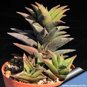 Haworthia tortuosa v. pseudorigida