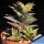 Haworthia tortuosa v. pseudorigida