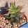 Haworthia tortuosa v. pseudorigida