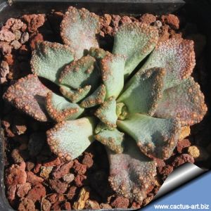 Titanopsis aff. calcarea Ghams, Upington, Cape Province, South Africa