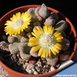 Titanopsis schwantesii SB2156 Onverwacht, Grabwasser, Namibia