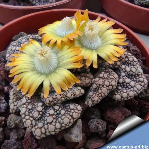 Titanopsis calcarea SB1111 Magersfontein, Kimberley, South Africa