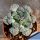 Titanopsis calcarea SB1111 Magersfontein, Kimberley, South Africa