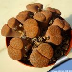 Lithops fulviceps C266 65 km N ofKarasburg, Namibia