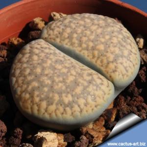 Lithops verruculosa cv. ROSE OF TEXAS