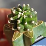 Astrophytum myriostigma cv. KIKKO "nudum"