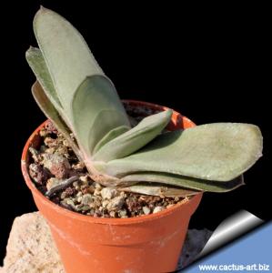 Gasteria gracilis (ash-grey type)