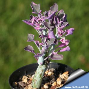 Senecio articulatus f. variegatus