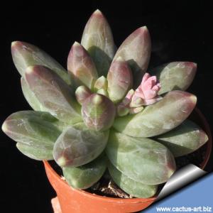 Pachyphytum compactum