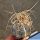 Astrophytum capricorne v. crassispinoides