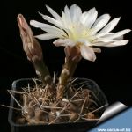 Gymnocalycium brachypetalum P101 Choele Choel, Rio Negro, Argentina, 300m