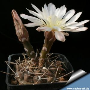 Gymnocalycium brachypetalum P101 Choele Choel, Rio Negro, Argentina, 300m
