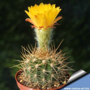 Lobivia formosa var. hyalacantha (Large purple flowers)