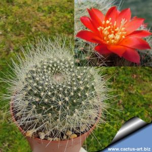 Rebutia senilis