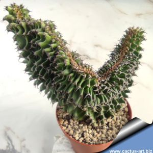 Euphorbia erythraea forma monstruosa cristata