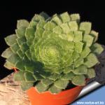 Aeonium tabuliforme