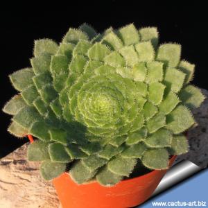 Aeonium tabuliforme