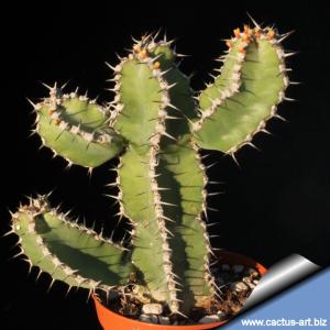 Euphorbia polyacantha (Etiopia)