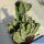 Euphorbia polyacantha (Etiopia)