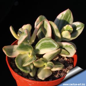 Crassula portulacea forma variegata