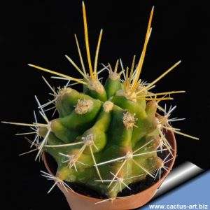 Ferocactus acanthodes "nude" S. Miguel de Allende (forma mostruosa)