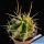 Ferocactus acanthodes "nude" S. Miguel de Allende (forma mostruosa)