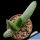 Aloe khamiesensis Ottospoort (MG5434)