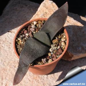 Gasteria armstrongii (Long Leaf Type)