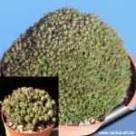 Euphorbia perdorfiana (psaudoglobosa)  "multiprolifera"  