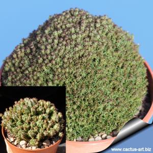 Euphorbia perdorfiana (pseudoglobosa) "multiprolifera"