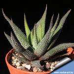 Haworthia radula (Type 2)