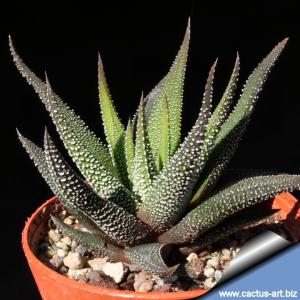 Haworthia radula (Type 2)