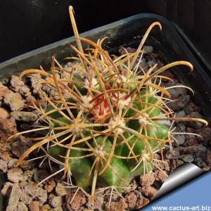 Ferocactus fordii SB1244 San Quintin, North Baja California, Mexico