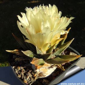 Ariocarpus trigonus v. horacekii Jaumave, Tamaulipas, Mexico