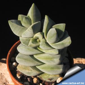 Crassula cv. MOONGLOW